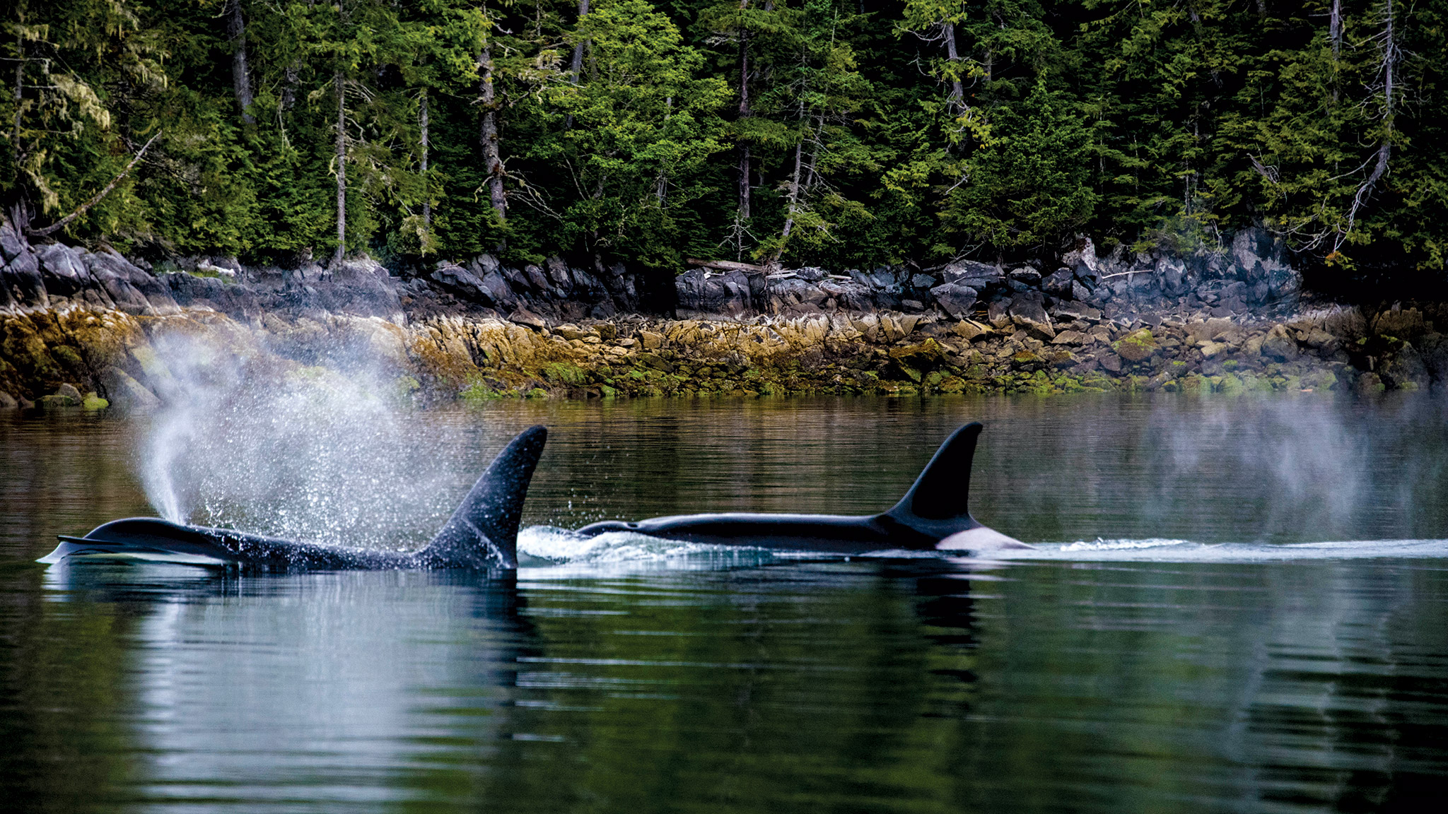 https://industry.landwithoutlimits.com/resources/uploads/2020/01/CCCTMA-Images-Website-Orcas-CCC-Geoff-Moore-2048x1152-1.jpg