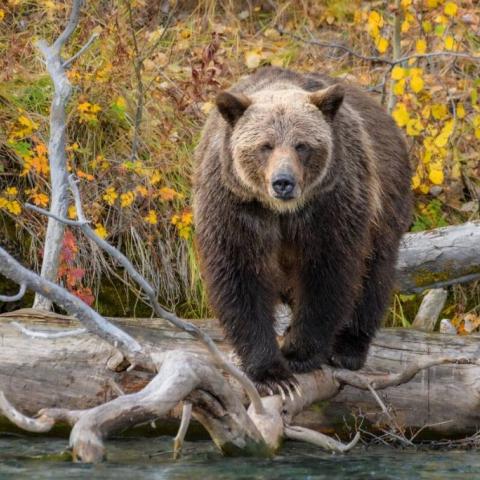 DBC's New Campaign: Make the Trip Home