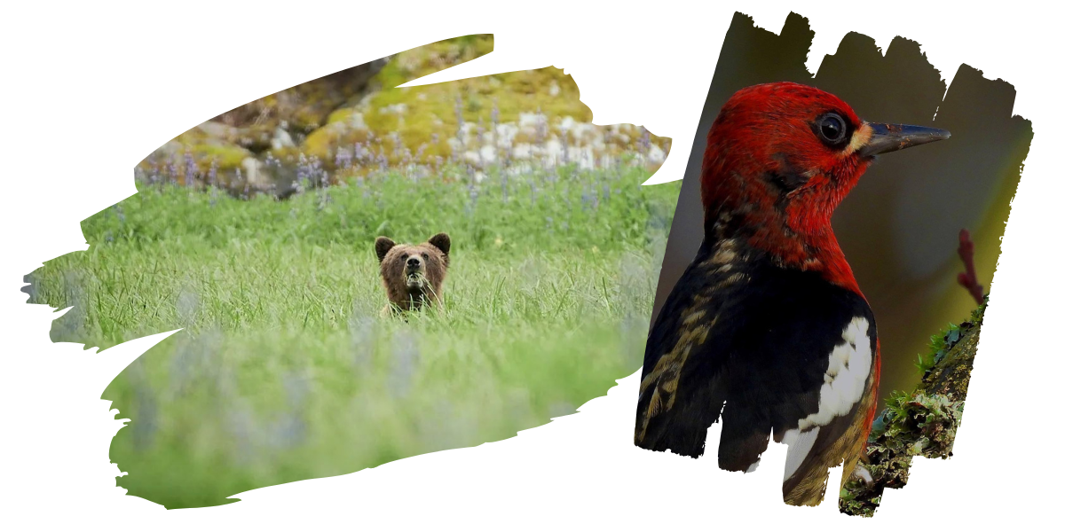 advertise with cariboo chilcotin coast